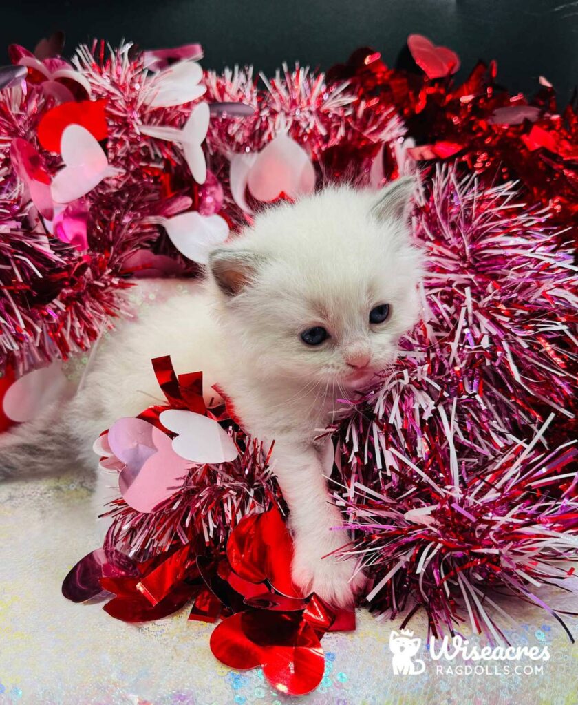 Blue Point Ragdoll Kitten for Sale