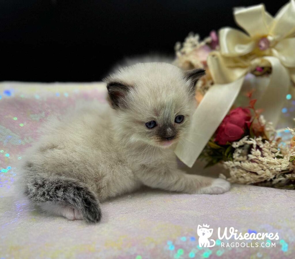 Seal Point Mitted Ragdoll Kitten For Sale