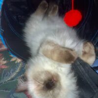 Seal Point Ragdoll Kitten in Norwell, Massachusetts