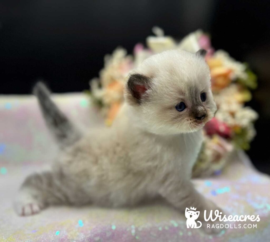 Male Seal Point Mitted Ragdoll Kitten For Sale