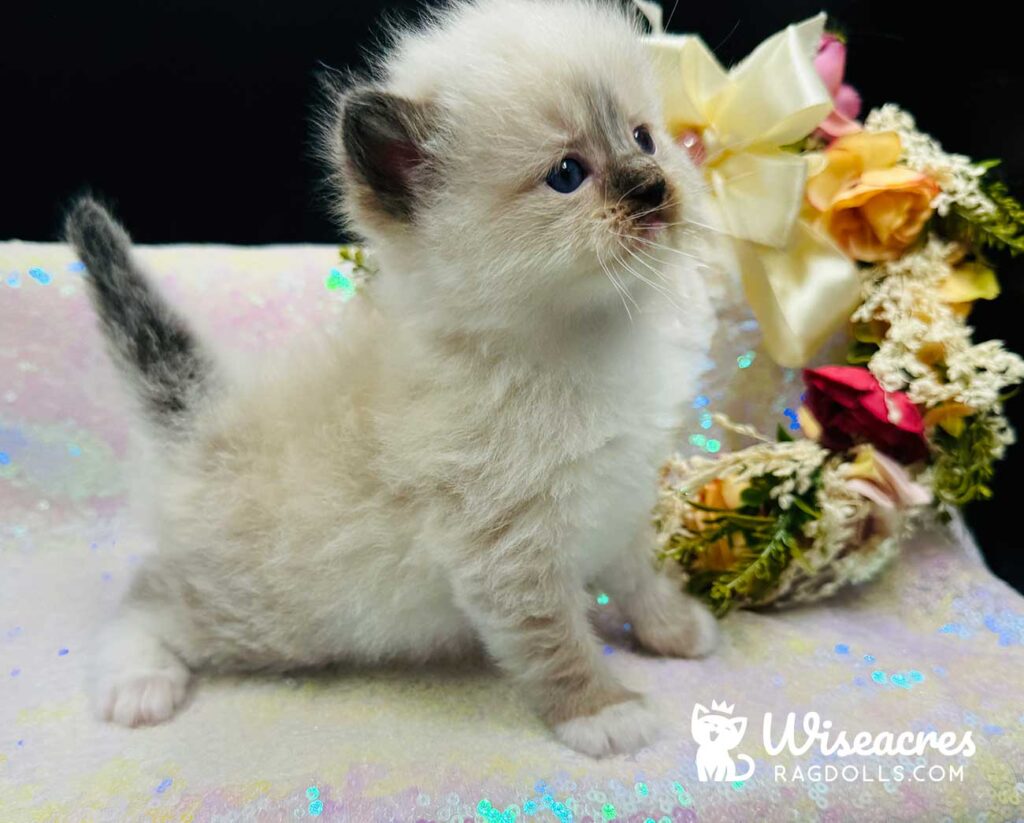 Male Seal Point Mitted Ragdoll Kitten For Sale