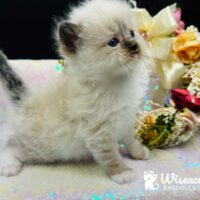 Male Seal Point Mitted Ragdoll Kitten For Sale