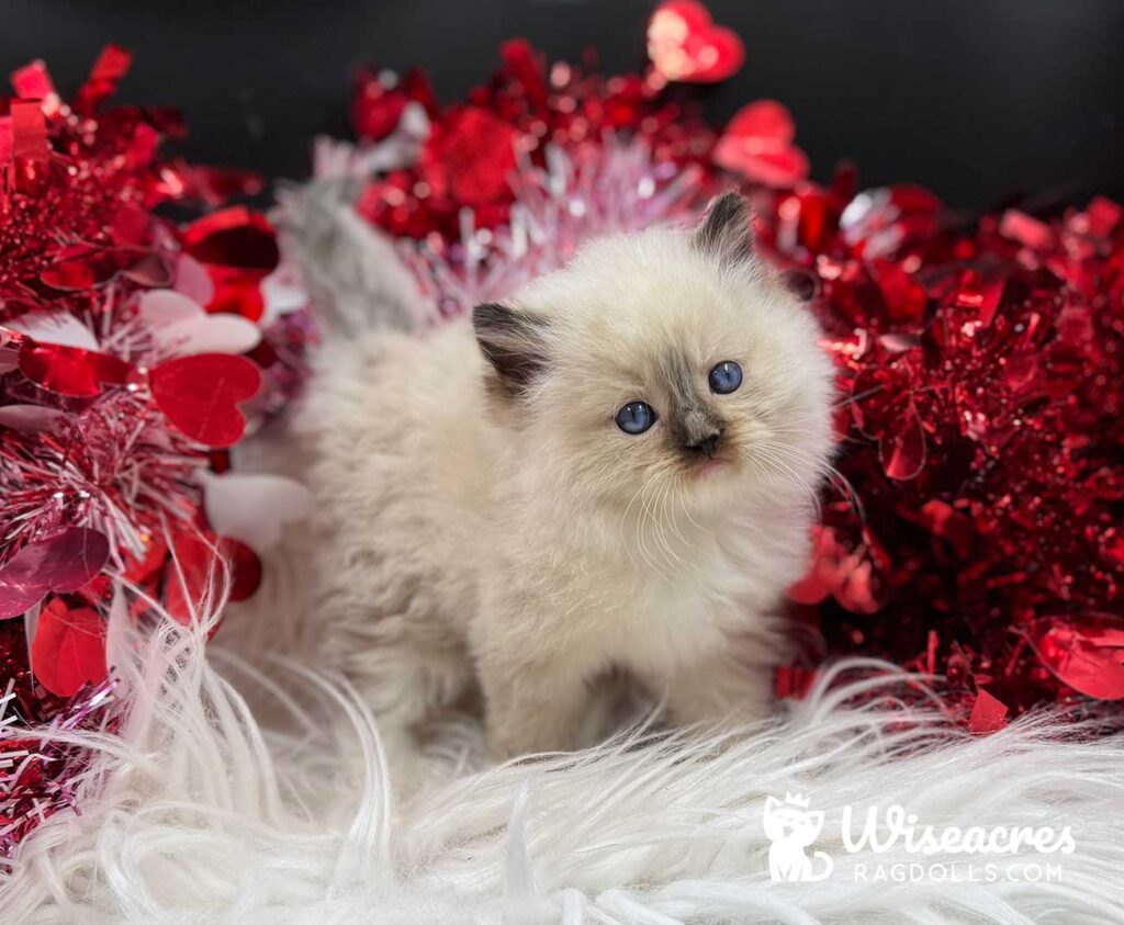 Male Seal Point Mitted Ragdoll Kitten For Sale