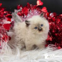 Male Seal Point Mitted Ragdoll Kitten For Sale