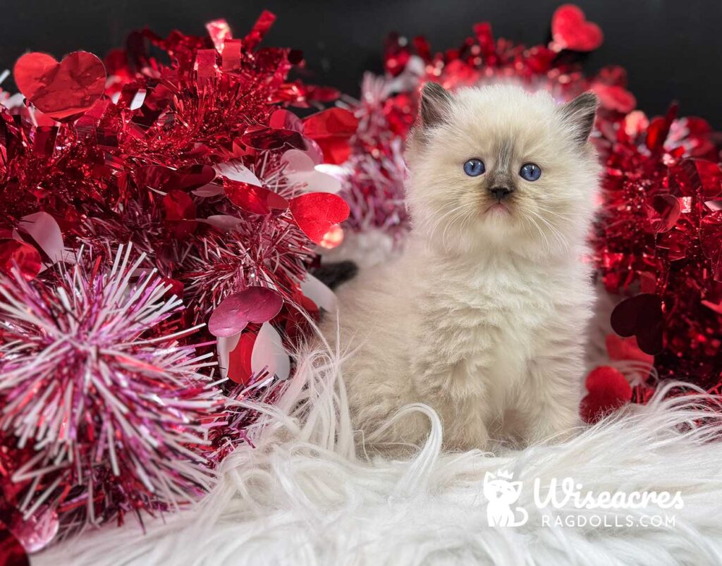 Male Seal Point Mitted Ragdoll Kitten For Sale