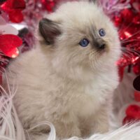 Male Seal Point Mitted Ragdoll Kitten For Sale