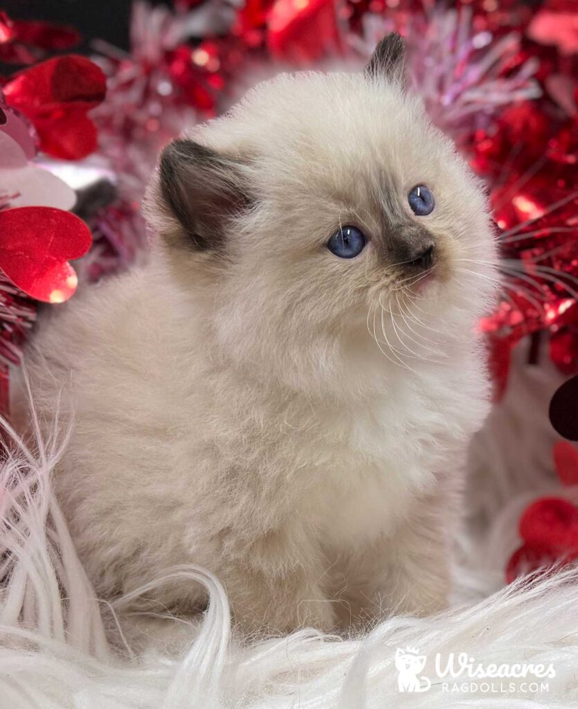 Male Seal Point Mitted Ragdoll Kitten For Sale