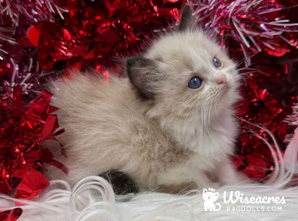 Seal Point Bicolor Ragdoll Kitten For Sale