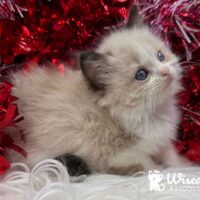 Seal Point Bicolor Ragdoll Kitten For Sale