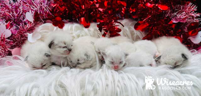 Chubbs and Lady Ann Ragdoll kittens