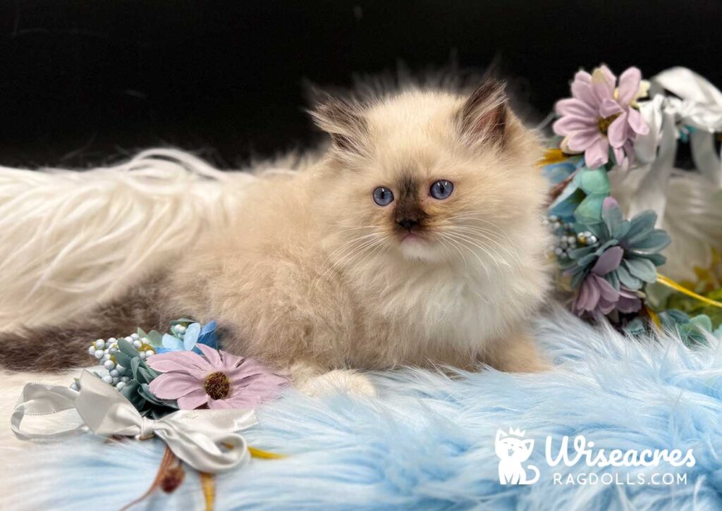 Seal Point Mitted Ragdoll Kitten For Sale