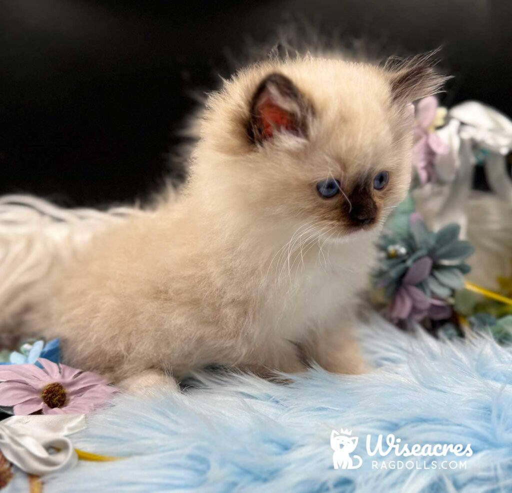 Seal Point Mitted Ragdoll Kitten For Sale