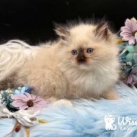 Seal Point Mitted Ragdoll Kitten For Sale