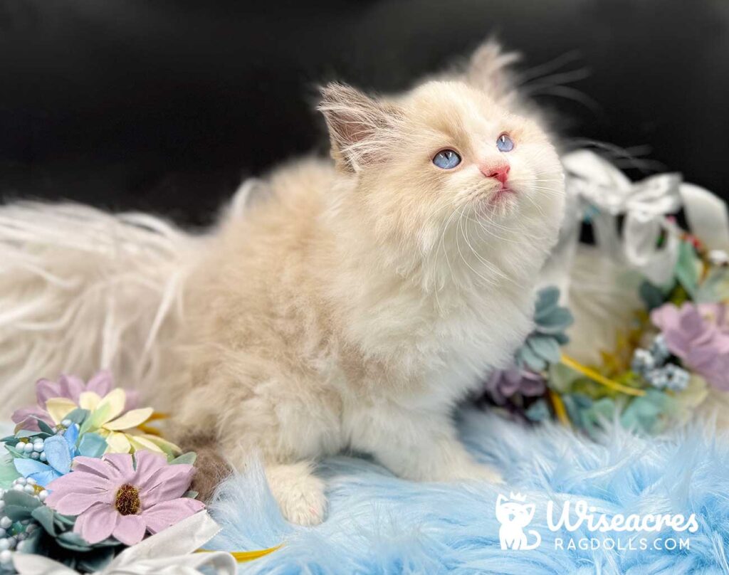 Seal Point Bicolor Ragdoll Kitten For Sale