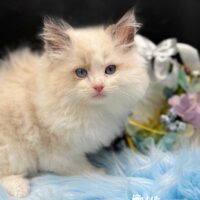 Seal Point Bicolor Ragdoll Kitten For Sale