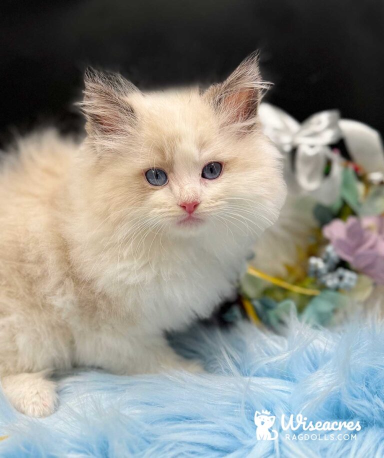 Seal Point Bicolor Ragdoll Kitten For Sale