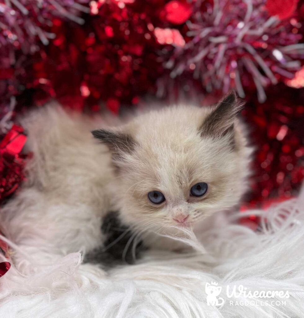 Seal Point Bicolor Ragdoll Kitten For Sale