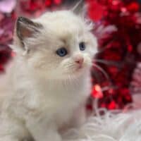 Seal Bicolor Ragdoll Kitten For Sale