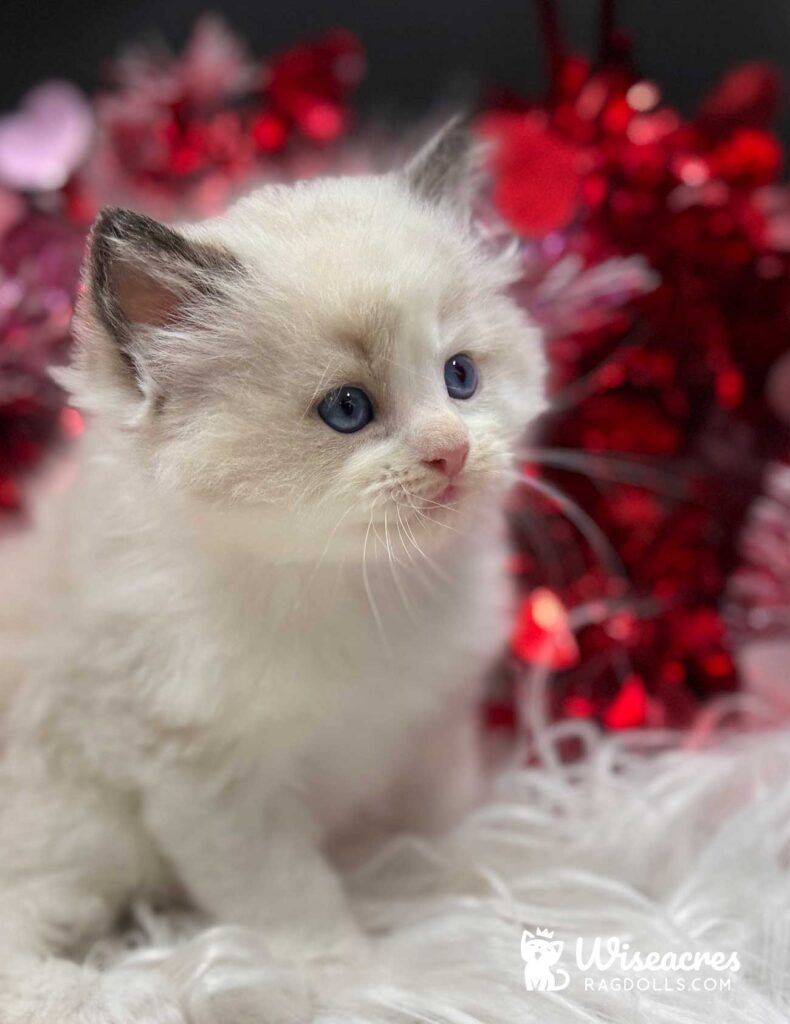 Seal Point Bicolor Ragdoll Kitten For Sale