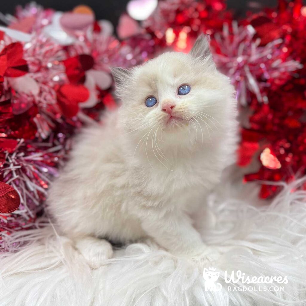 Seal Point Bicolor Ragdoll Kitten For Sale