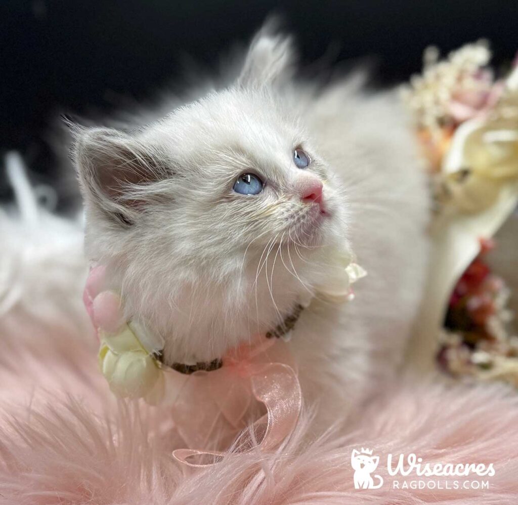 Blue Point Bicolor Ragdoll Kitten For Sale