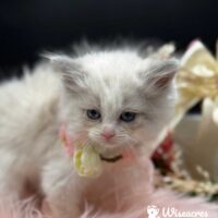 Blue Point Bicolor Ragdoll Kitten For Sale