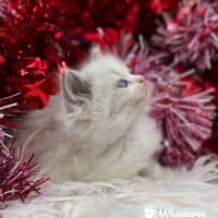 Blue Bicolor Ragdoll Kitten For Sale