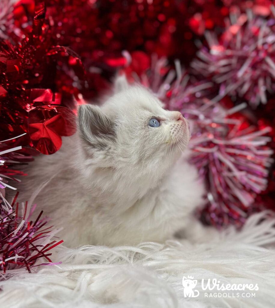 Blue Point Bicolor Ragdoll Kitten For Sale