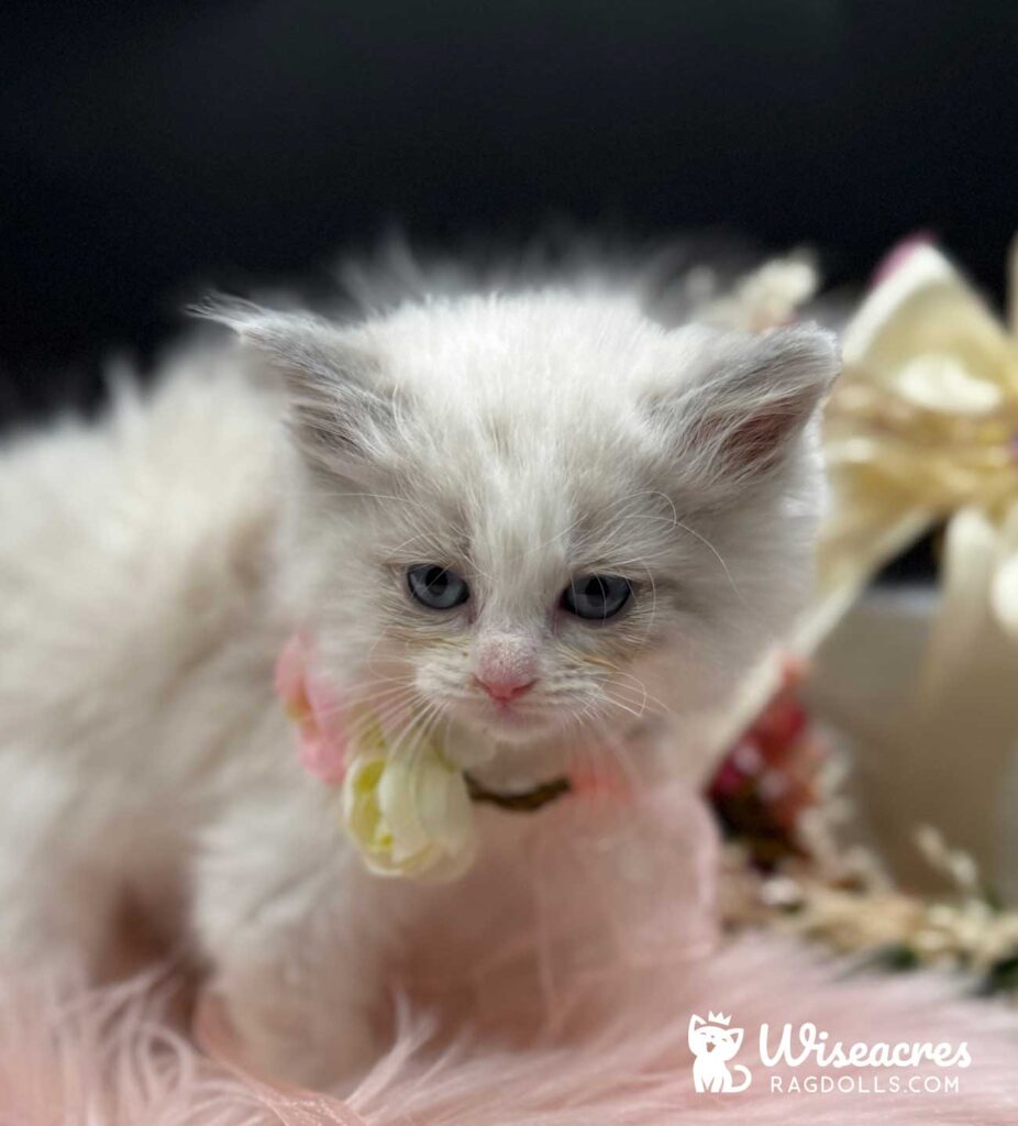 Blue Point Bicolor Ragdoll Kitten For Sale