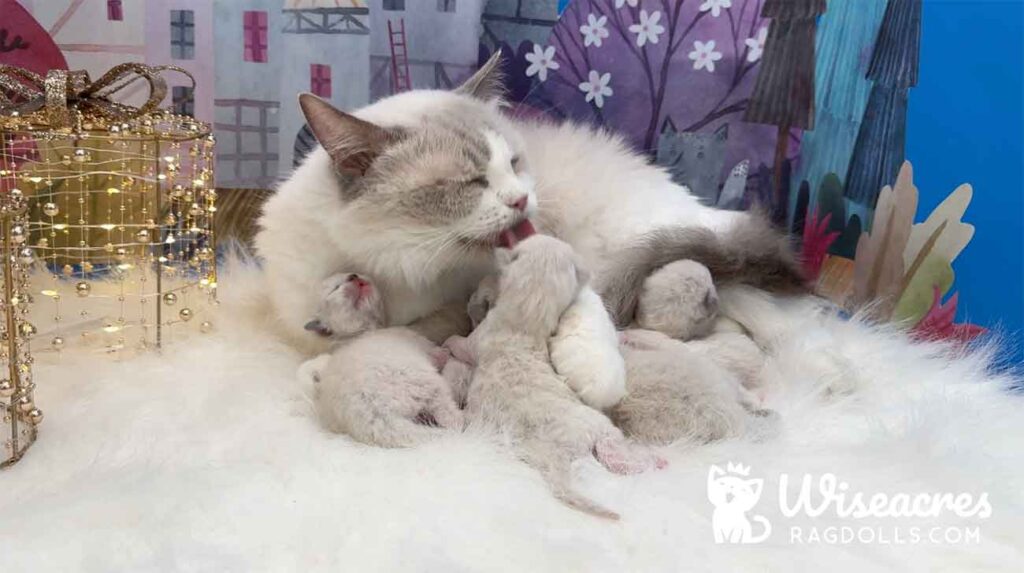 Wiseacre Lady Ann loves her Ragdoll kittens!