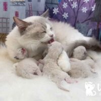 Wiseacre Lady Ann loves her Ragdoll kittens!