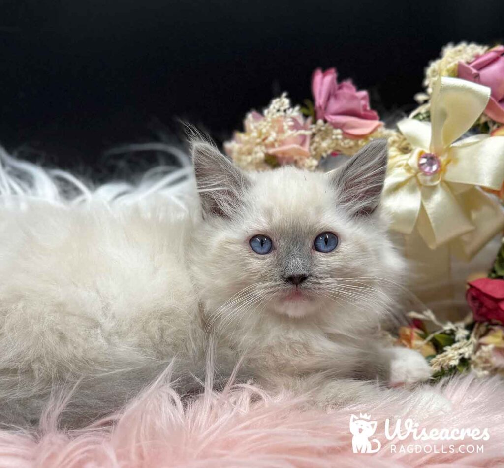 Blue Point Mitted Ragdoll Kitten For Sale