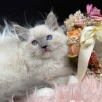 Blue Point Mitted Ragdoll Kitten For Sale