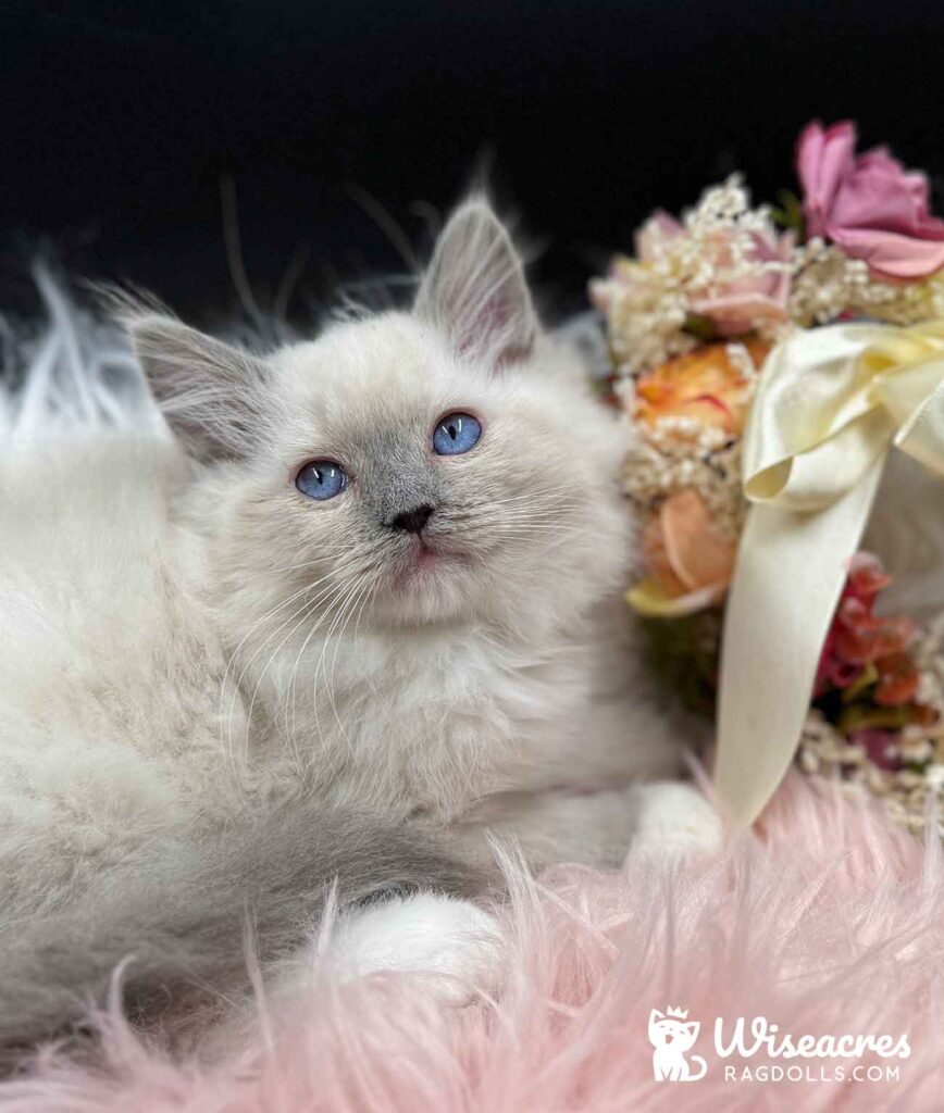 Blue Point Mitted Ragdoll Kitten For Sale