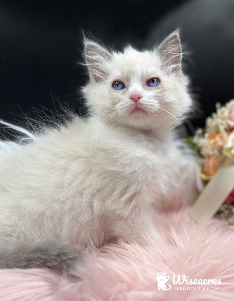 Blue Point Mitted Ragdoll Kitten For Sale