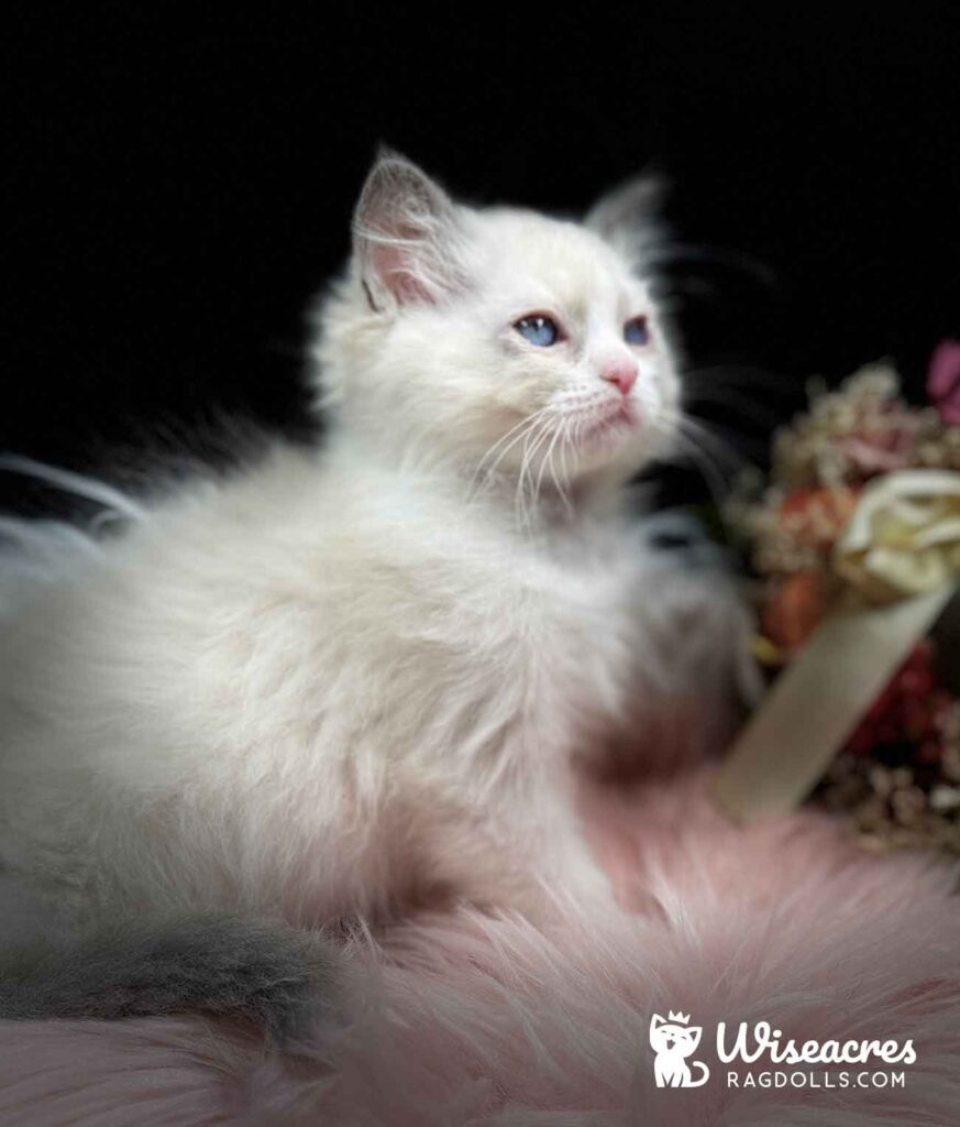 Blue Point Mitted Ragdoll Kitten For Sale