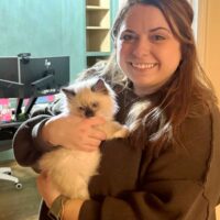 Seal Point Ragdoll in Royce City, Texas