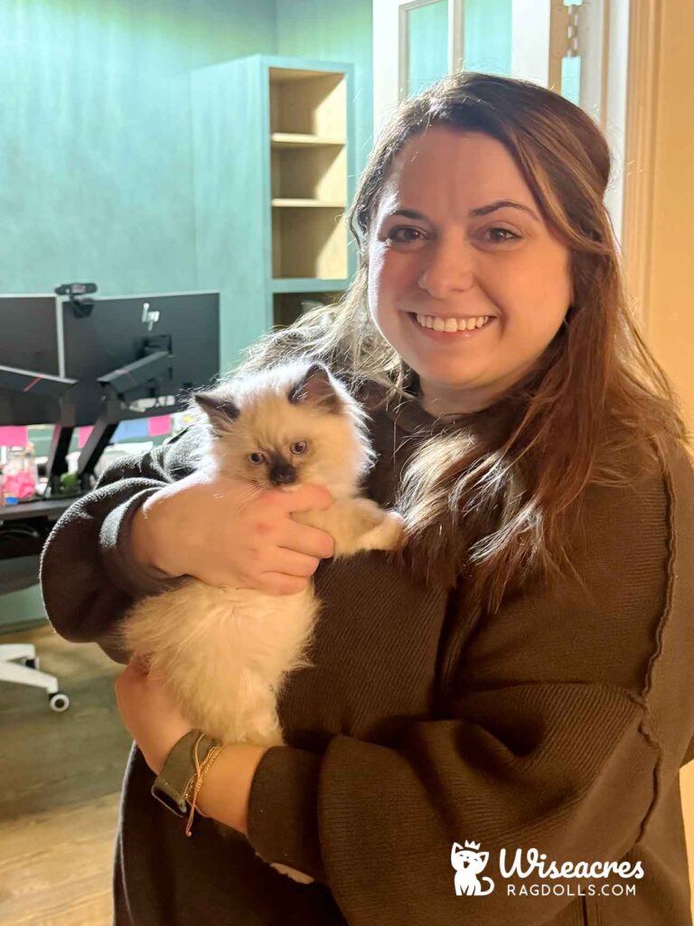 Seal Point Ragdoll in Royce City, Texas