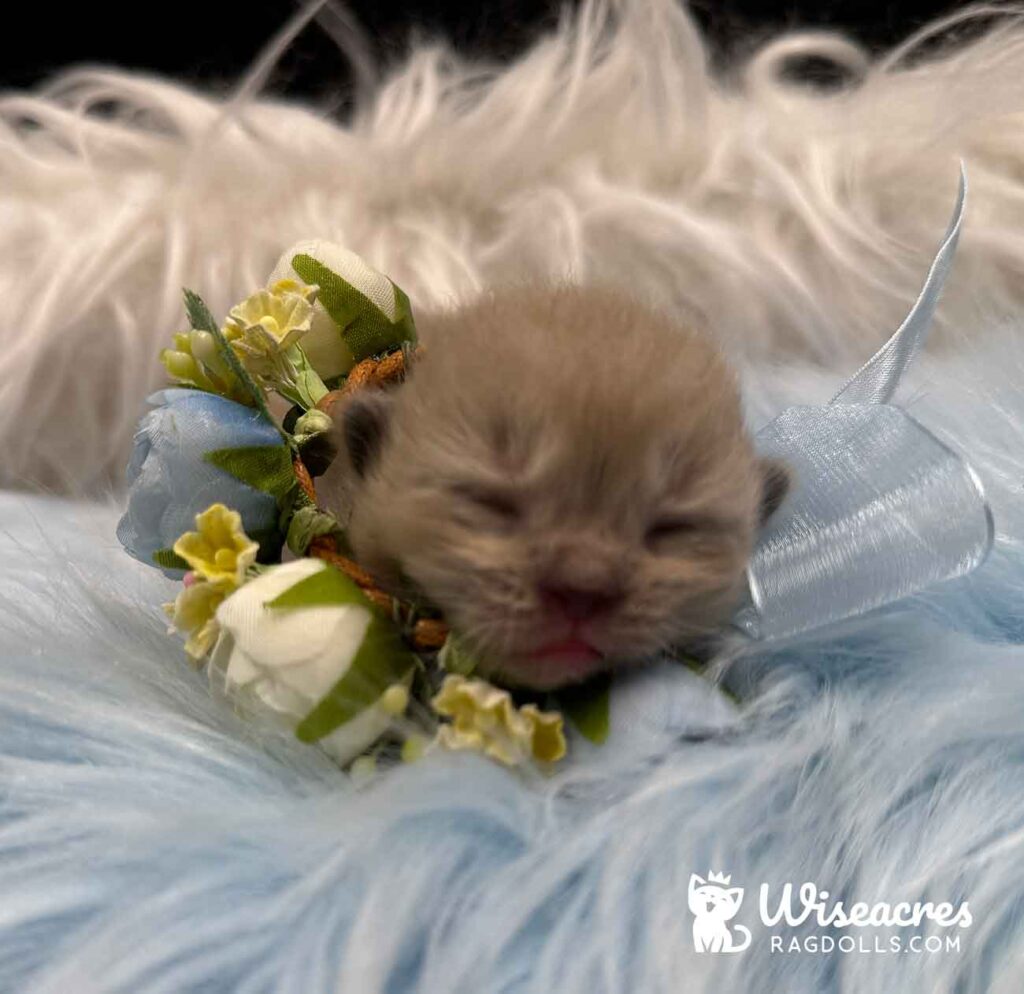 Mink Mitted Ragdoll Kitten For Sale