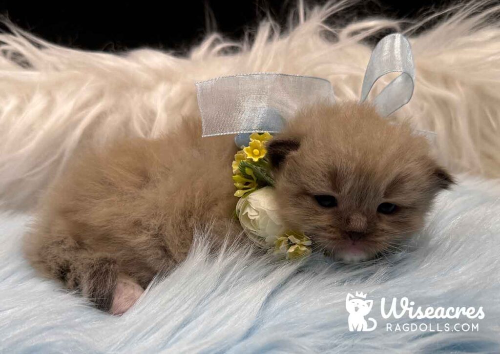 Seal Mink Mitted Ragdoll Kitten For Sale
