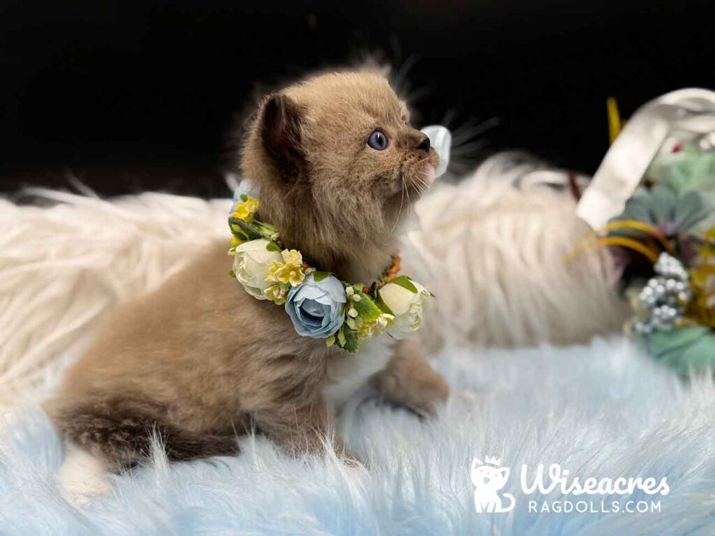 Seal Mink Mitted Ragdoll Kitten For Sale