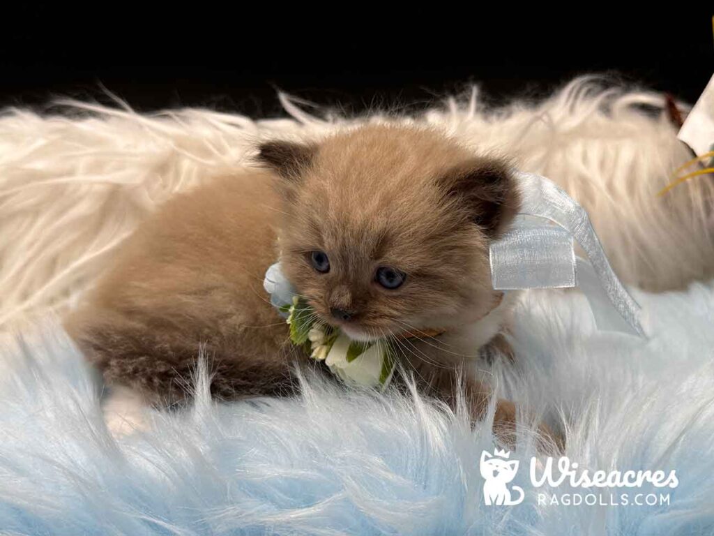 Seal Mink Mitted Ragdoll Kitten For Sale