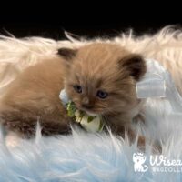 Seal Mink Mitted Ragdoll Kitten For Sale