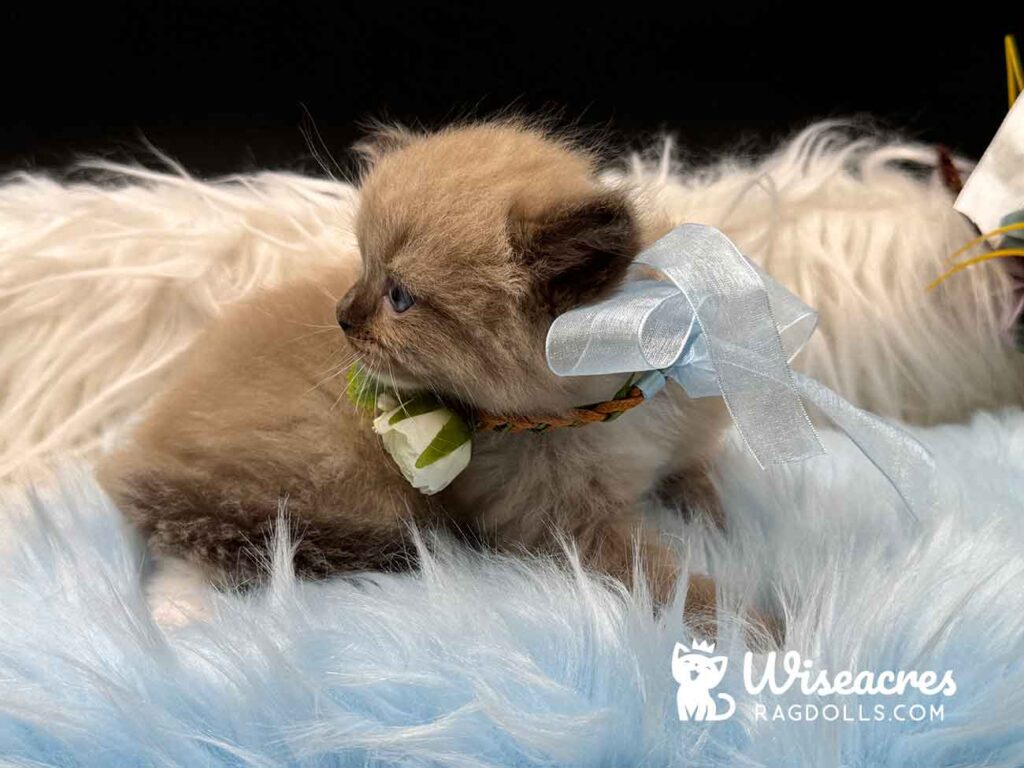 Seal Mink Mitted Ragdoll Kitten For Sale