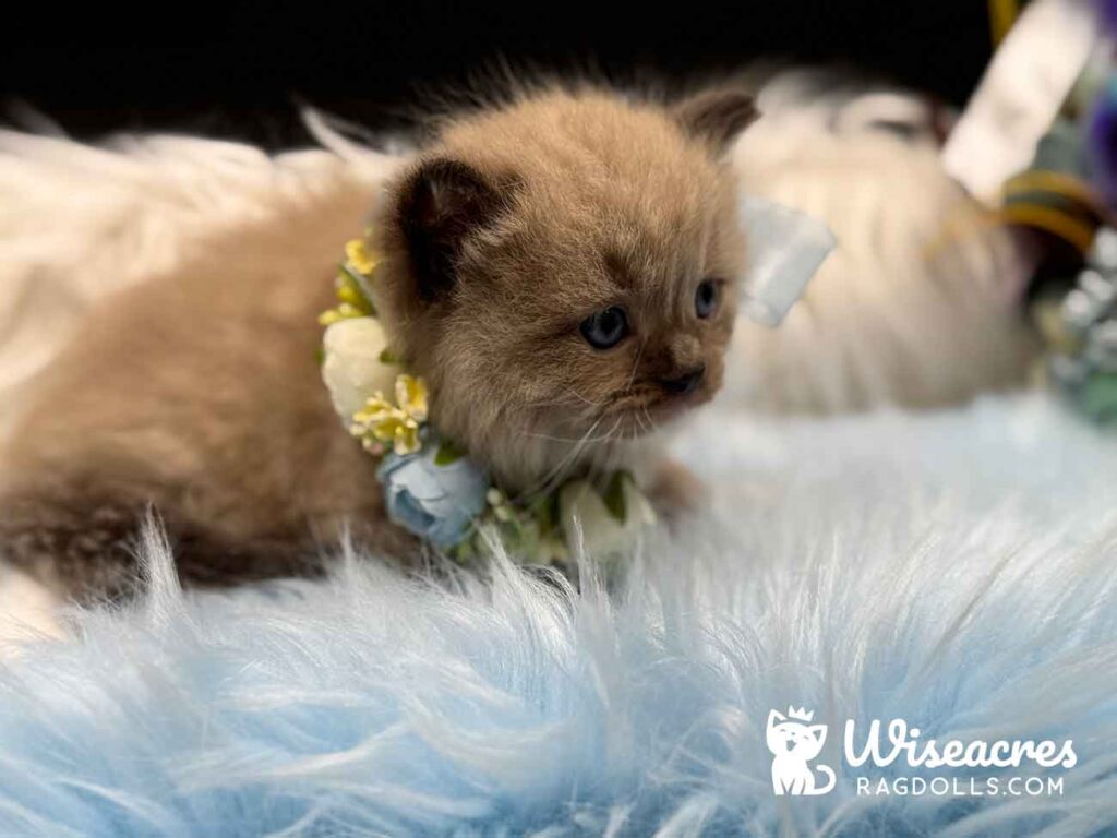 Seal Mink Mitted Ragdoll Kitten For Sale