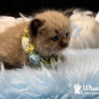 Seal Mink Mitted Ragdoll Kitten For Sale