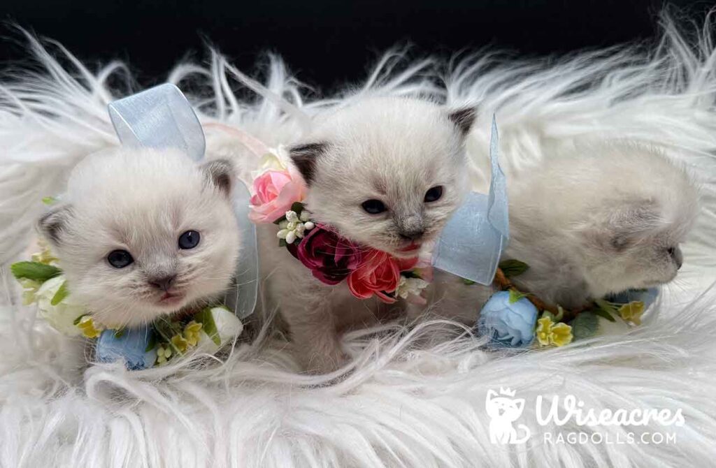 Blue Point Seal Point Ragdoll Kittens For Sale