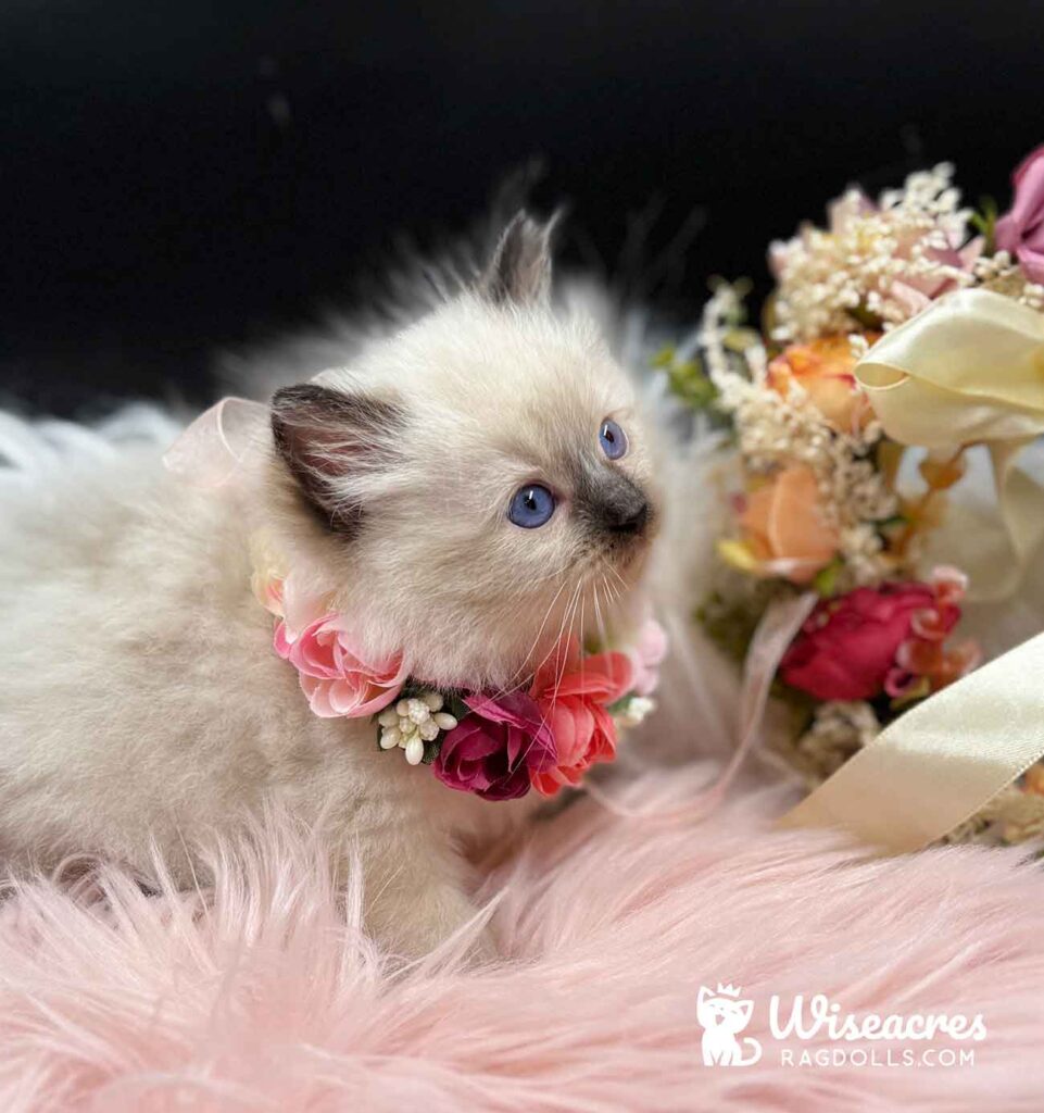 Seal Point Mitted Ragdoll Kitten For Sale