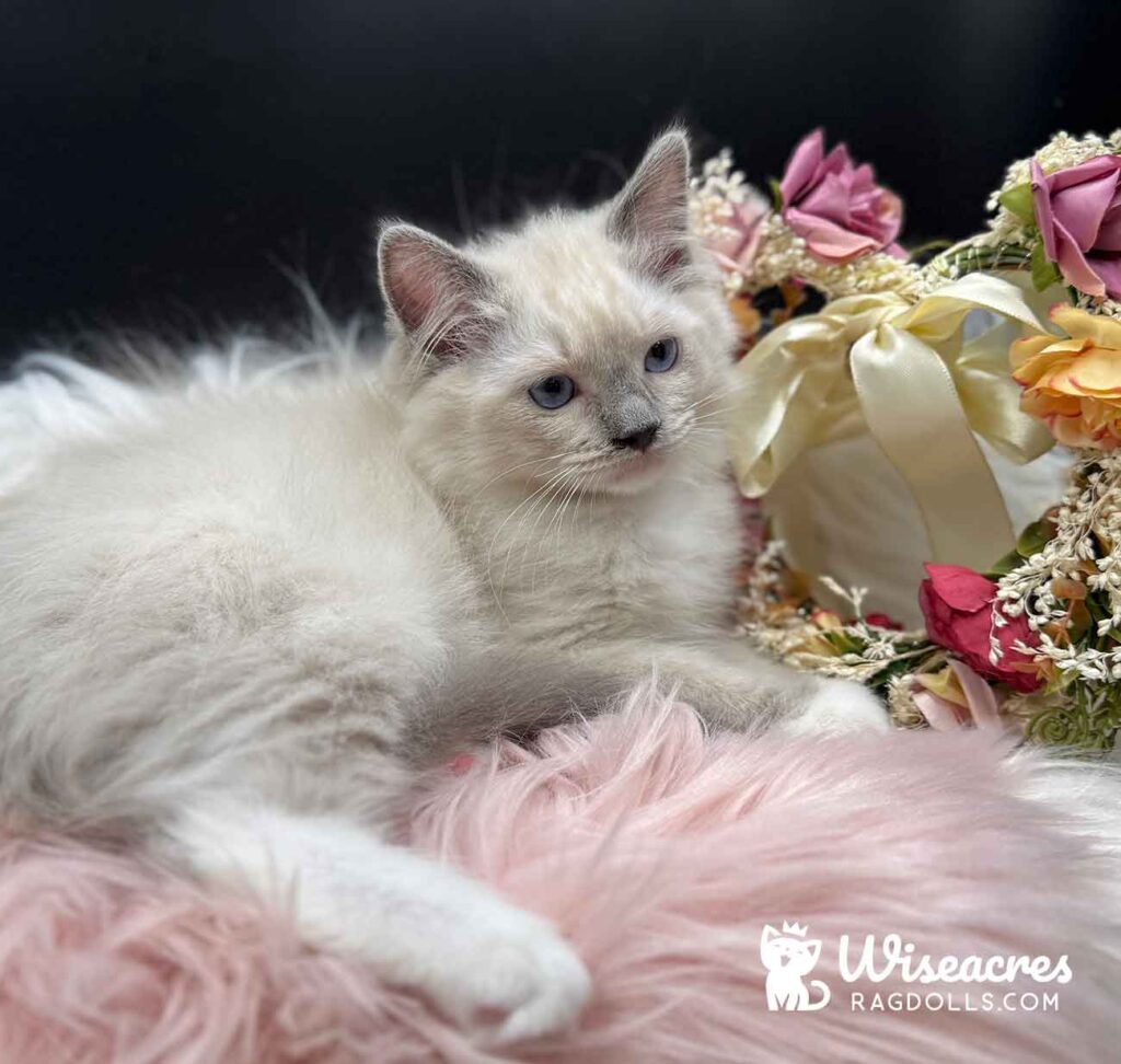 Blue Point Bicolor Ragdoll Kitten For Sale