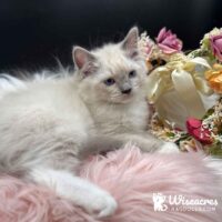 Blue Point Bicolor Ragdoll Kitten For Sale